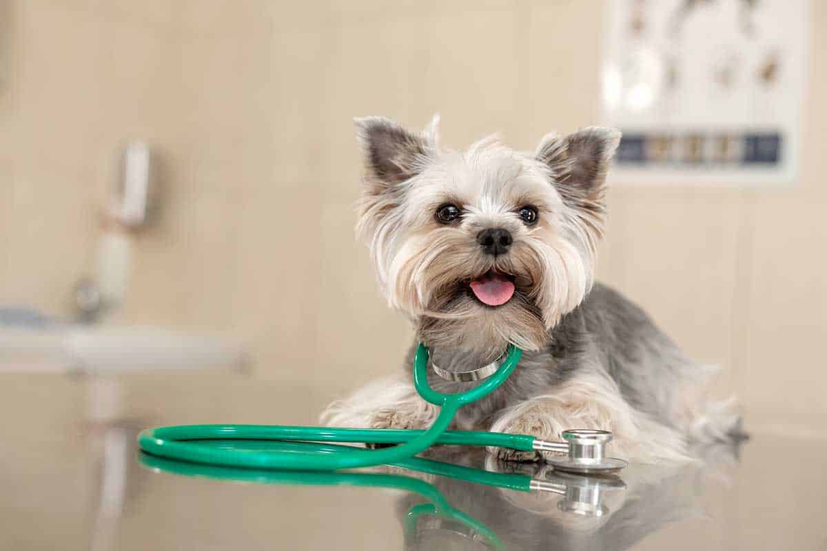 Terrier wearing a stethoscope