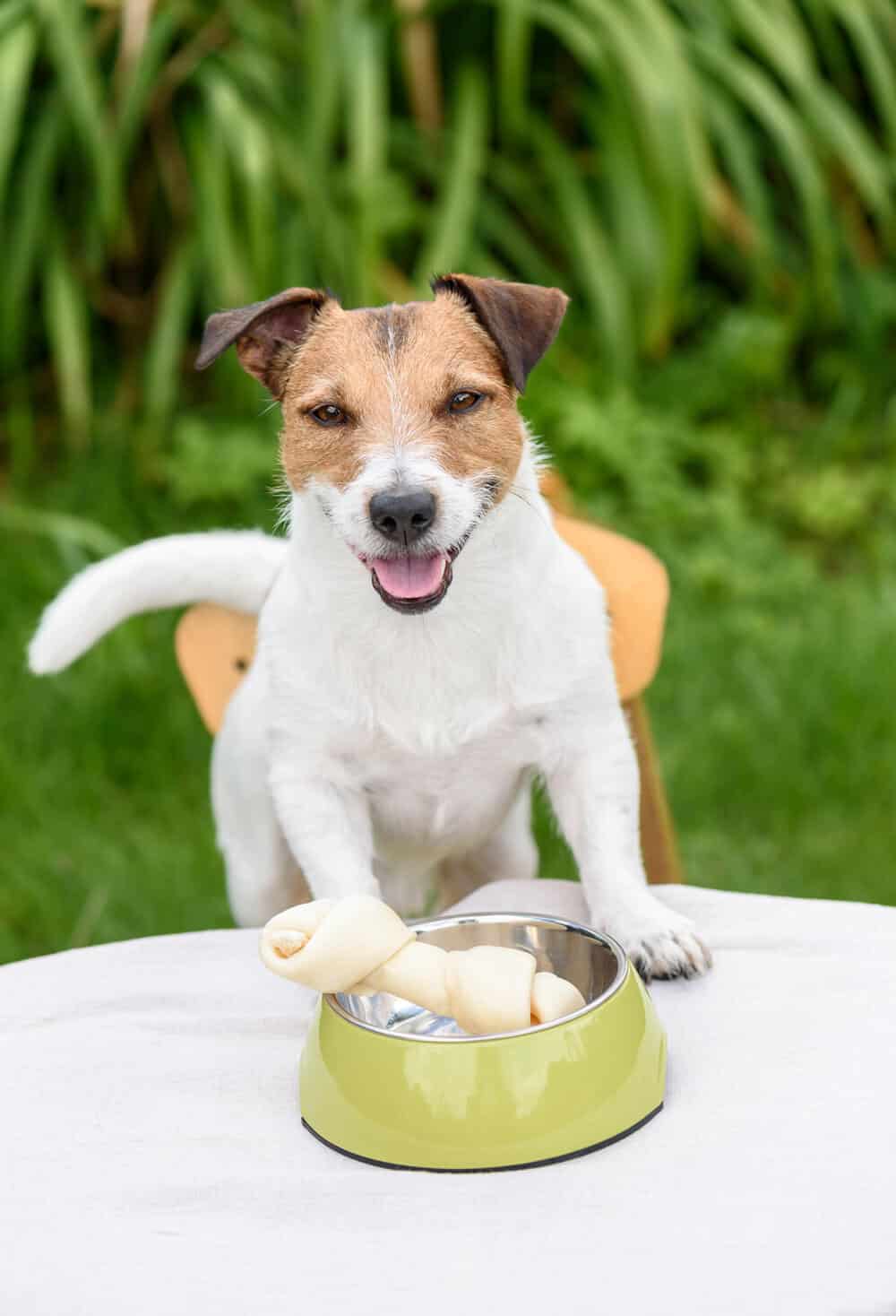 Jack Russell Terrier with doggy treat