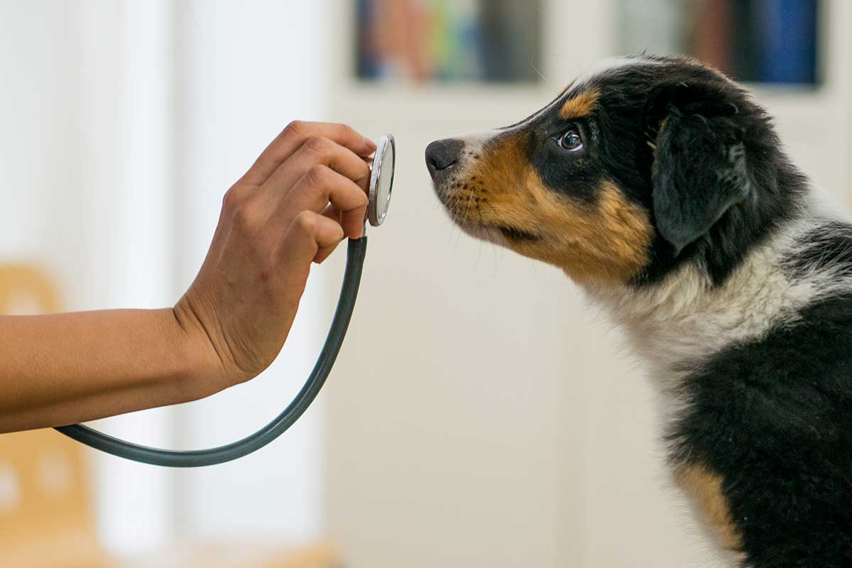 Puppy sniffing a stethoscope