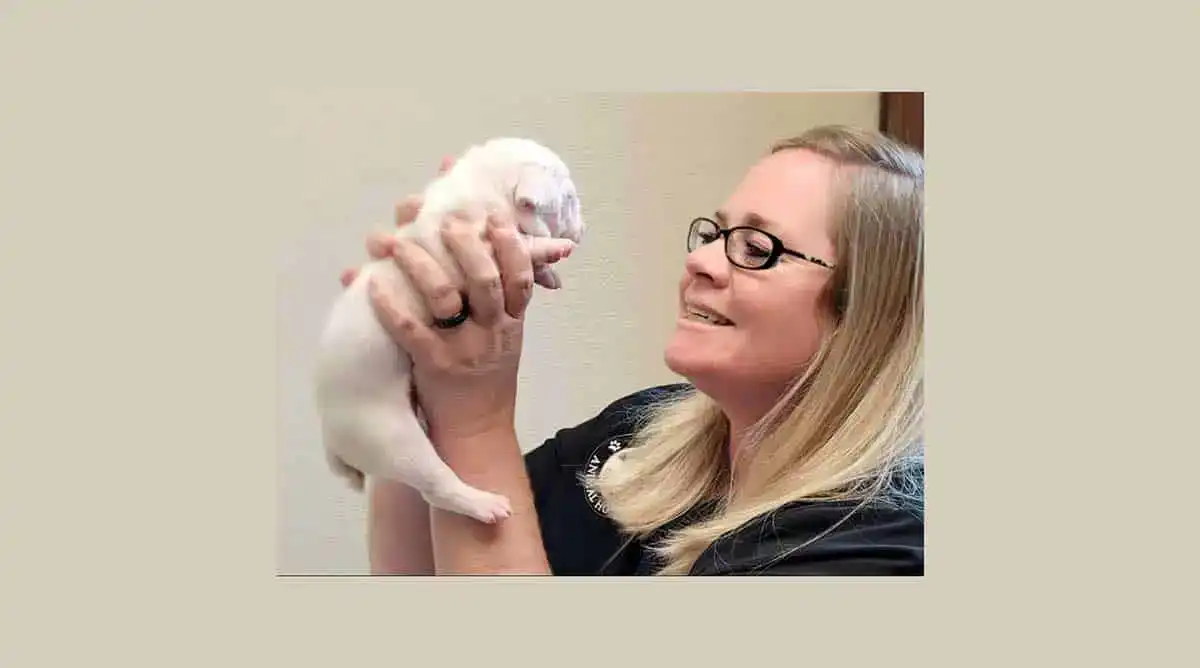 A newborn puppy