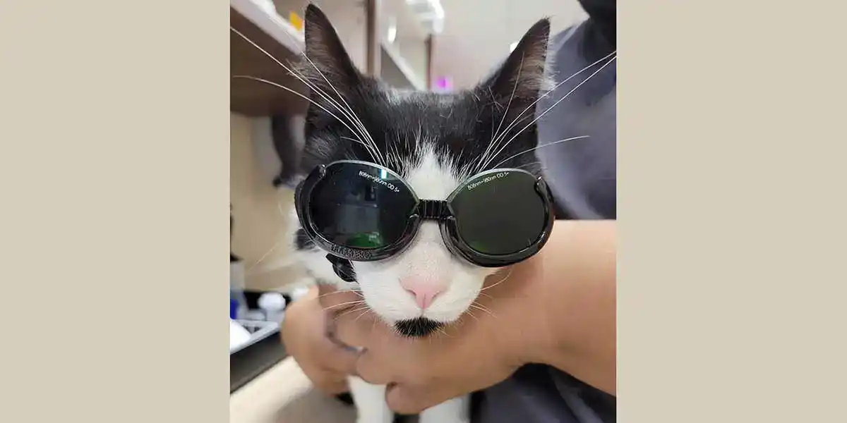 A cat wearing UV goggles