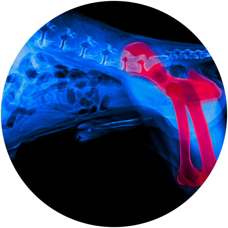 radiography